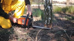 Best Leaf Removal  in Gladeview, FL