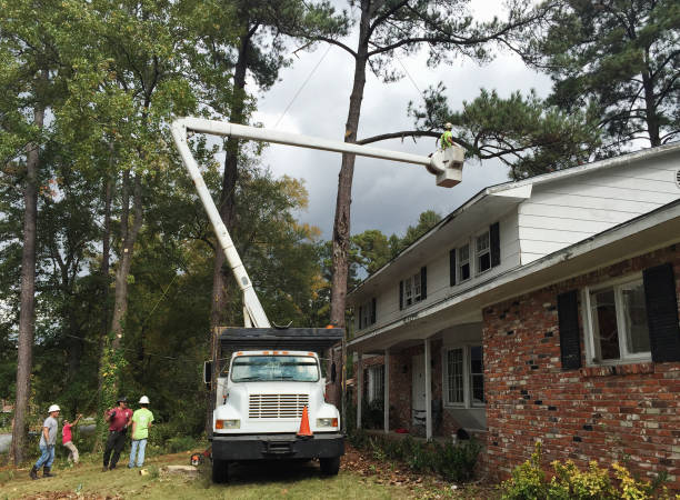 Best Palm Tree Trimming  in Gladeview, FL