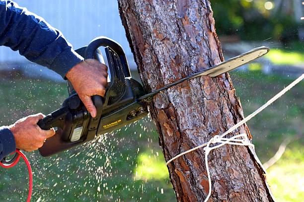 Best Utility Line Clearance  in Gladeview, FL