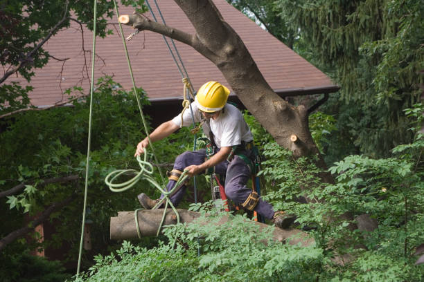 Best Root Management and Removal  in Gladeview, FL