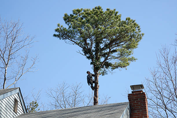 How Our Tree Care Process Works  in  Gladeview, FL