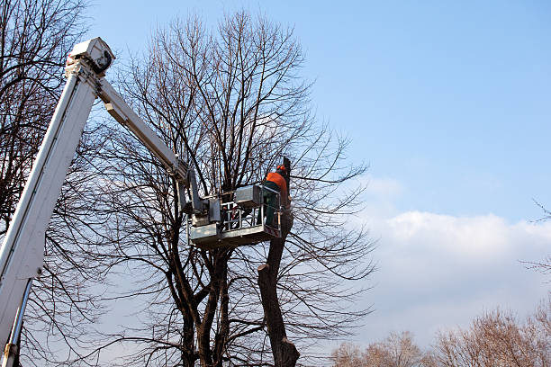 Best Tree Trimming and Pruning  in Gladeview, FL