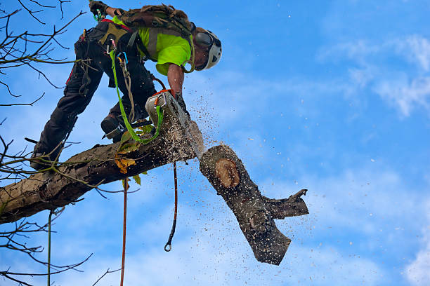 Best Arborist Consultation Services  in Gladeview, FL