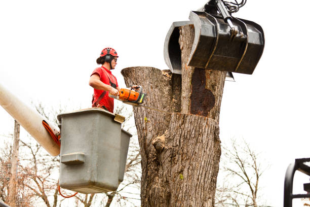 Reliable Gladeview, FL Tree Services Solutions